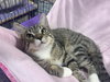 Ernie - Photo 2