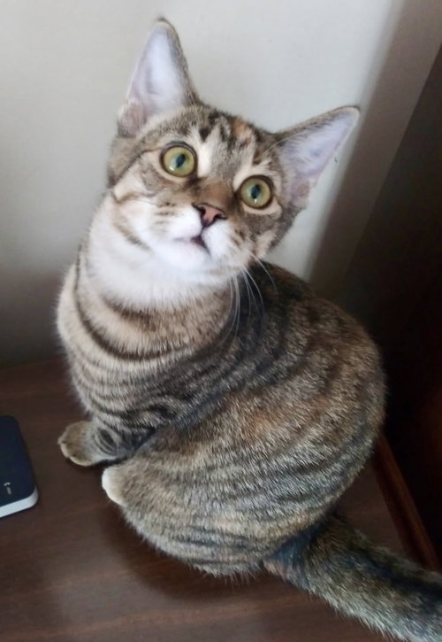 Sophie