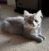Thelma