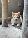 Bombur