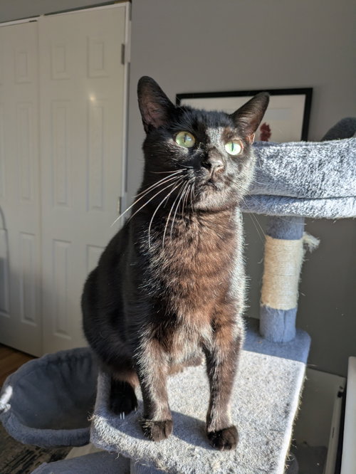 Narwhal, an adoptable Domestic Short Hair in Georgetown, KY