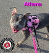 Athena