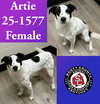 Artie