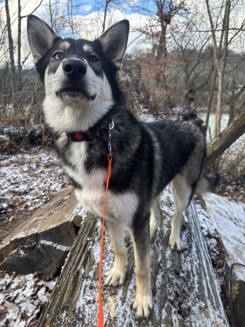 Juniper