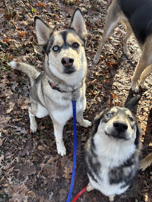 Balto