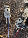 Balto