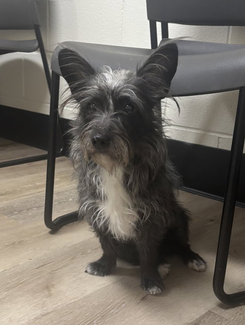 Basil