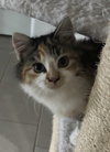 Cece