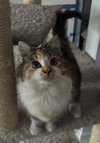 Cece