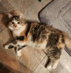 Cece