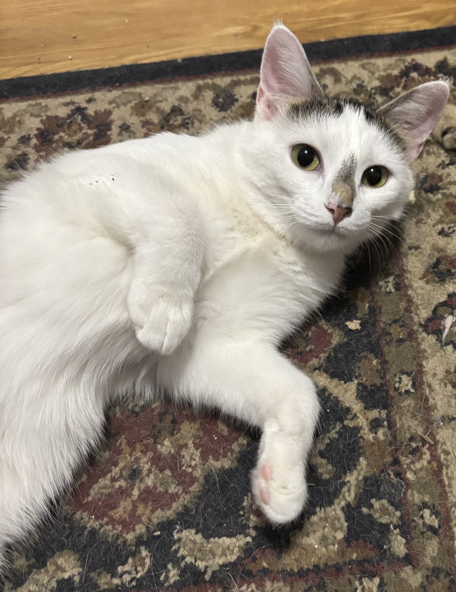 Josie Image