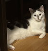 Josie