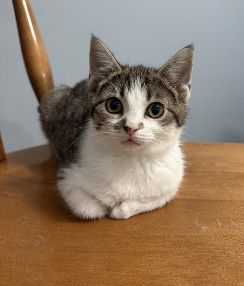 Nova