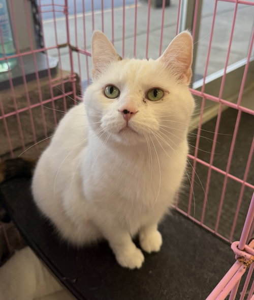 Lucy, an adoptable Calico in Georgetown, KY