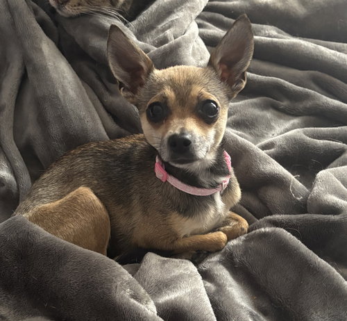Molly