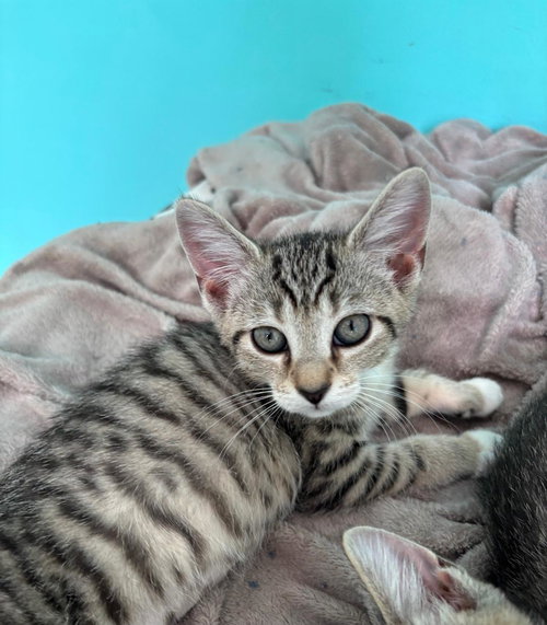 Bamboozled, an adoptable Tabby in Georgetown, KY