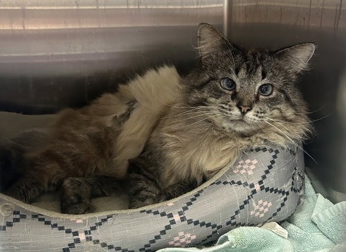 Callahan, an adoptable Siamese in Georgetown, KY