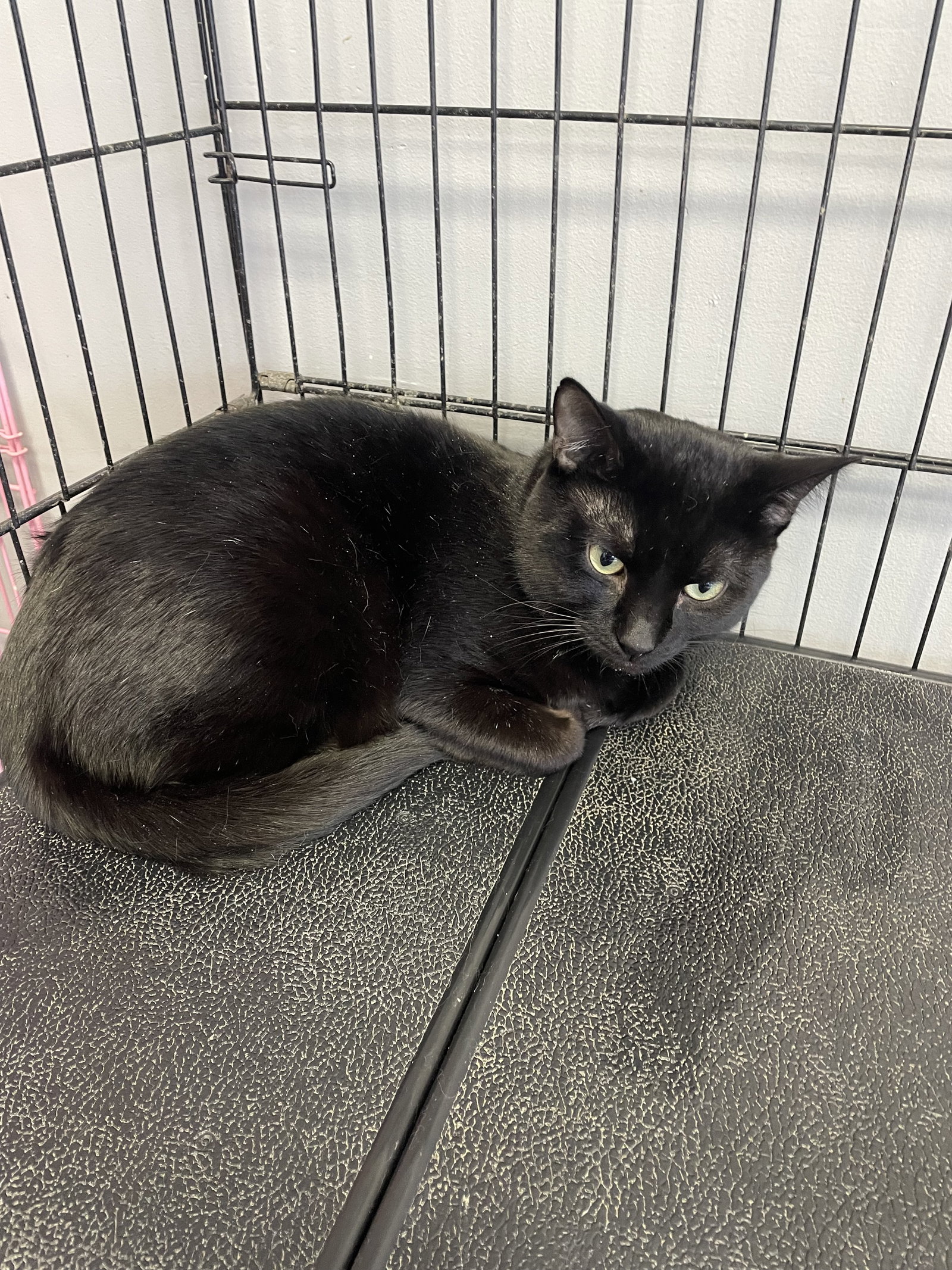 Salem Image