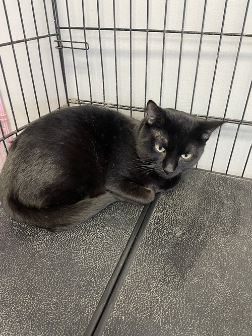 Salem