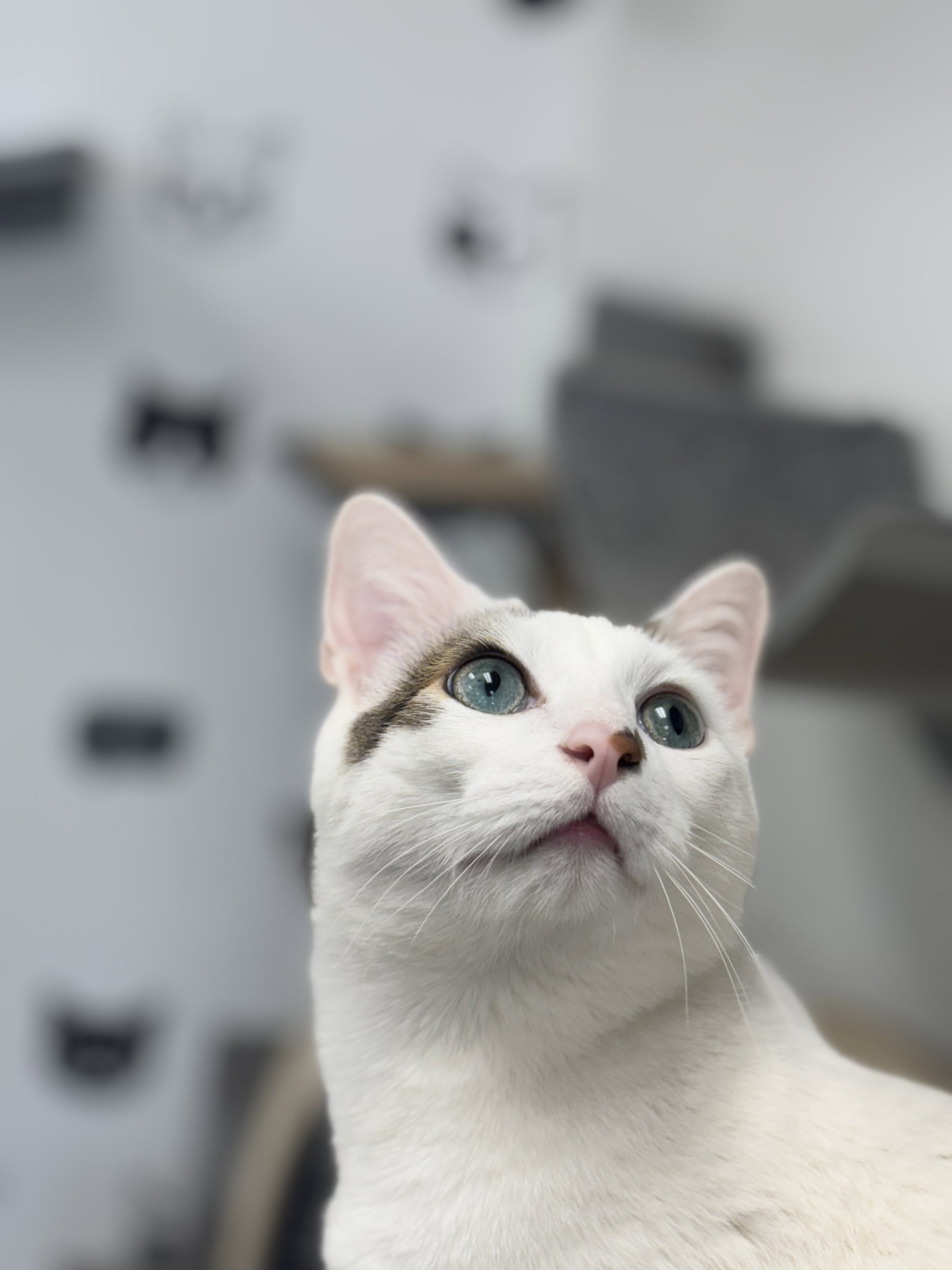 Sampson Image