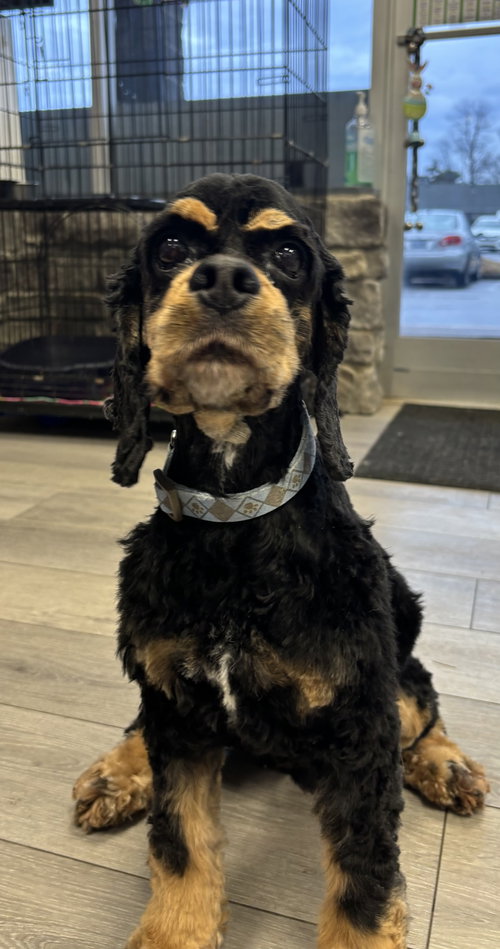 Chester