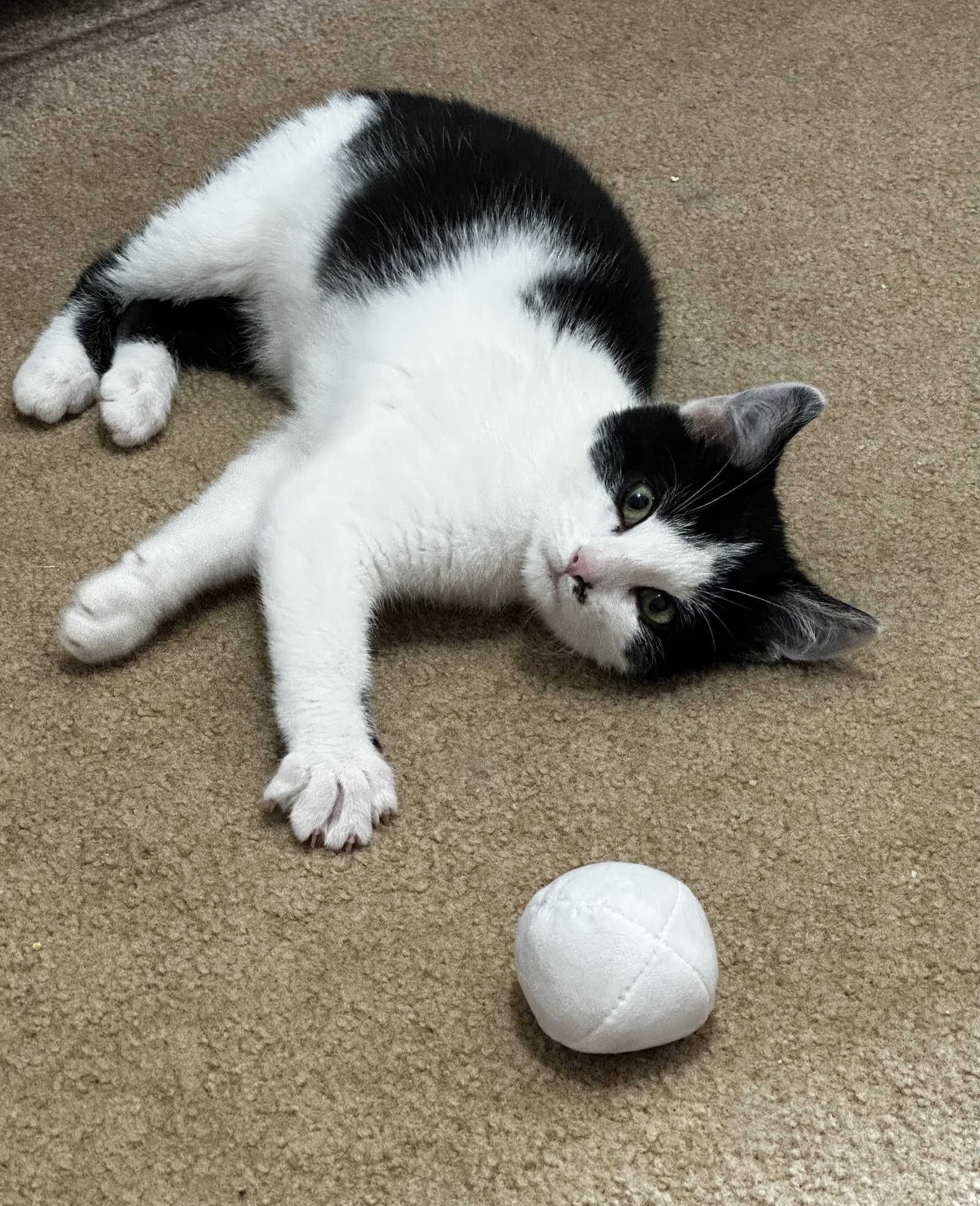 Sylvester Image