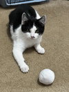 Sylvester