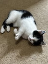Sylvester
