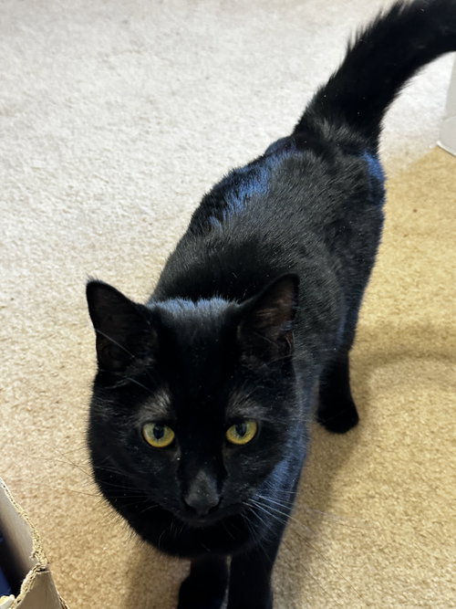 Teonni, Adult Bombay / Domestic Short Hair / Mixed (short coat), cat for adoption in Lexington, Kentucky