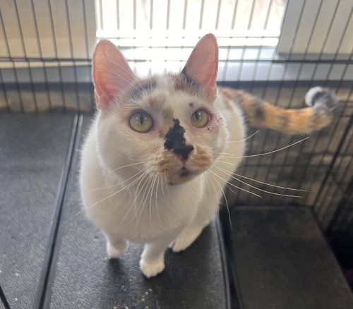 Hazel, Adult Calico / Domestic Short Hair / Mixed (short coat), cat for adoption in Lexington, Kentucky