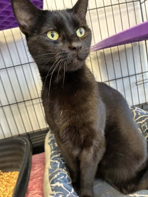 Dino, an adoptable Domestic Short Hair in Georgetown, KY