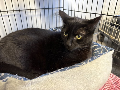 Dino, Adult Domestic Short Hair / Mixed (short coat), cat for adoption in Lexington, Kentucky