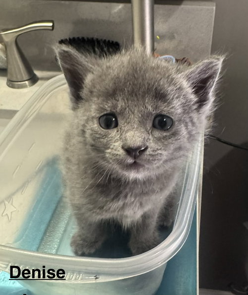Denise Huxtable 26-281 F gray kitten