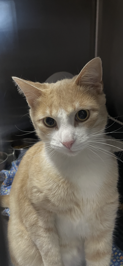 Samuel, Adult Tabby / Domestic Short Hair / Mixed (short coat), cat for adoption in Lexington, Kentucky