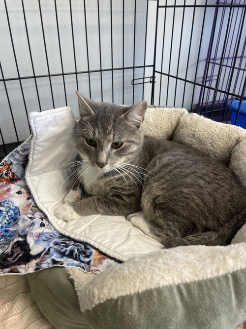 Alaric (PS), Adult Bobtail / Tabby / Mixed (short coat), cat for adoption in Lexington, Kentucky