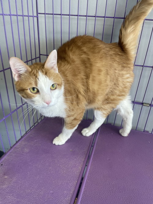 Jack, Adult Tabby / Domestic Short Hair / Mixed (short coat), cat for adoption in Lexington, Kentucky