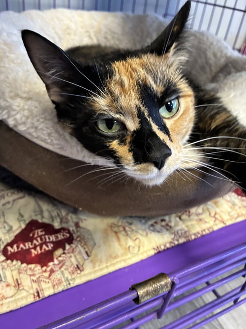 Turtle, an adoptable Manx in Georgetown, KY