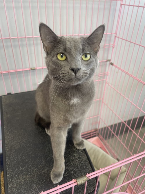 Truett (PS), Adult Russian Blue / Domestic Short Hair / Mixed (short coat), cat for adoption in Lexington, Kentucky