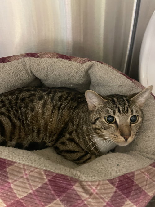 Whylie, an adoptable Tabby in Georgetown, KY