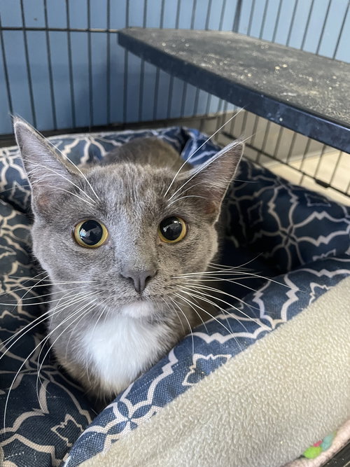 Minnie Pearl, an adoptable Domestic Short Hair in Georgetown, KY