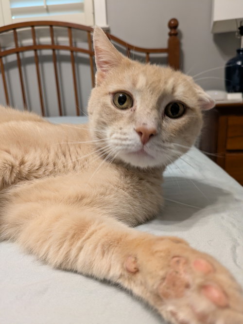 Van, an adoptable Tabby in Georgetown, KY