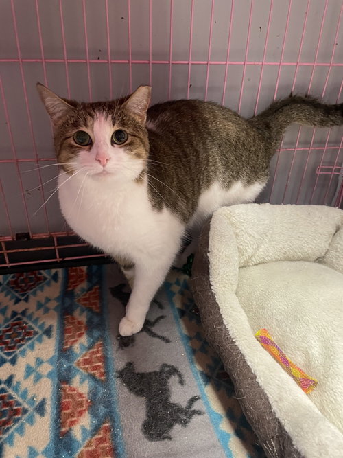 Helenea  - Must Apply in Person !, an adoptable Tabby in Georgetown, KY