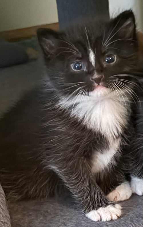 Moby, an adoptable Tuxedo in Georgetown, KY
