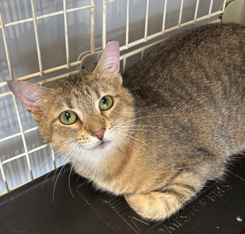 Emma, an adoptable Torbie in Georgetown, KY