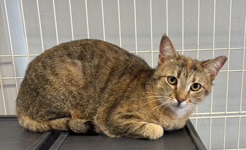 Ainsely, an adoptable Torbie in Georgetown, KY