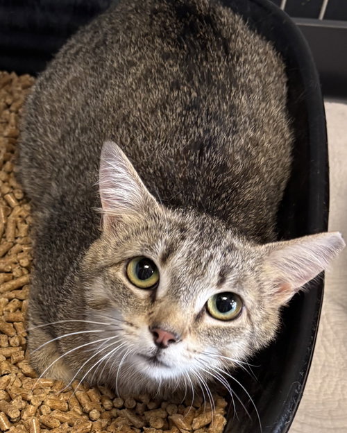 Claire - Must Apply in Person !, an adoptable Tabby in Georgetown, KY