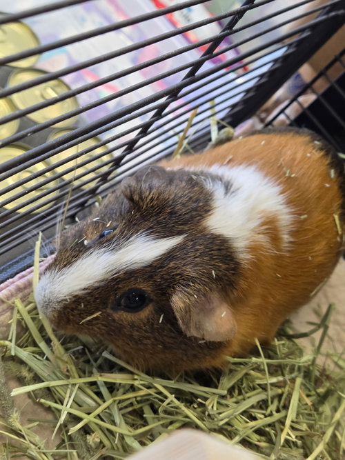 Cappy