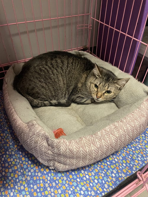 Chloe - Must Apply in Person !, an adoptable Abyssinian in Georgetown, KY