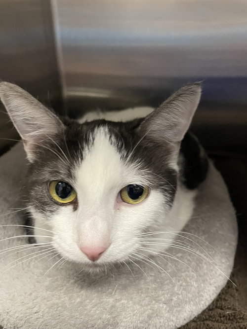 Della, an adoptable Domestic Short Hair in Georgetown, KY