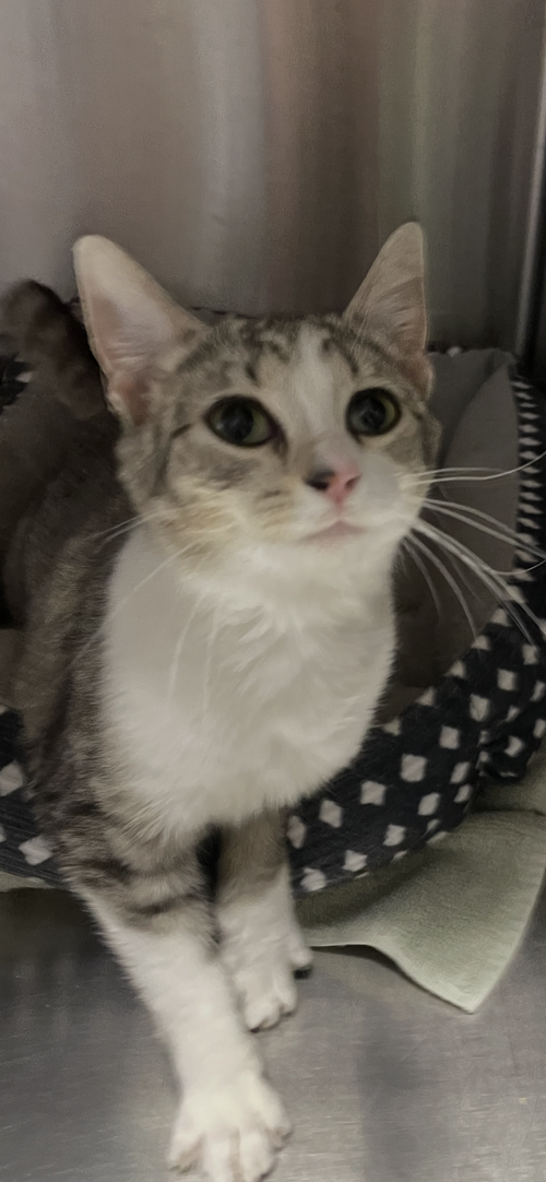 Duchess, an adoptable Tabby in Georgetown, KY